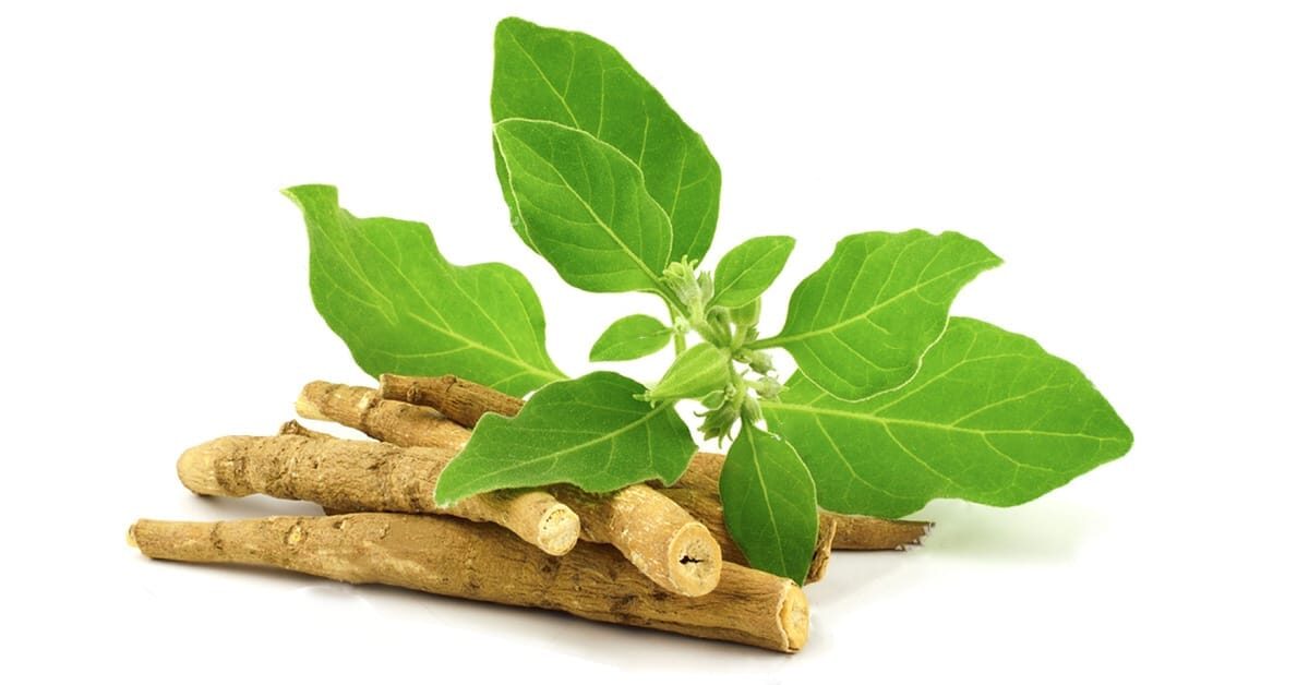 ashwagandha powder benefits