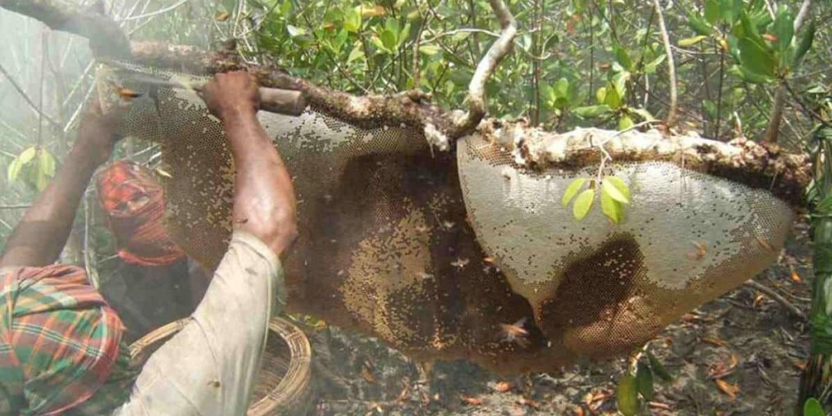 সুন্দরবনের মধুর উপকারিতা ও গুণাবলী: