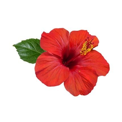hibiscus 2