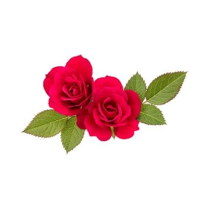 rose 1