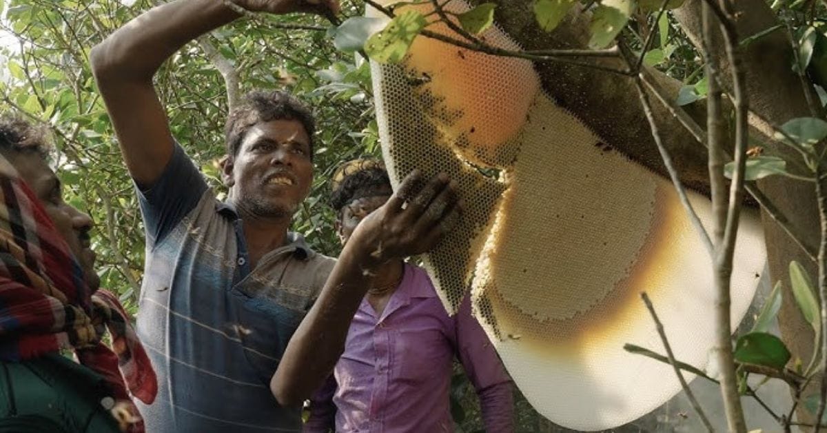 সুন্দরবনের মধু অন্য মধুর চেয়ে কেন বেশি গুনগত মানসম্পন্ন