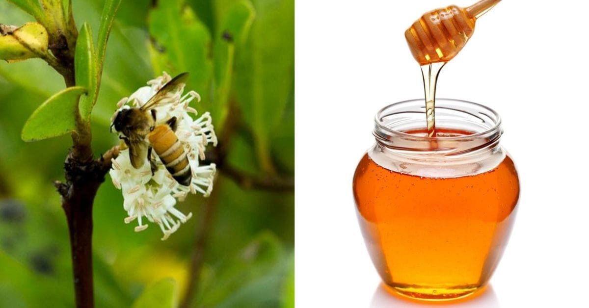 গরান ফুলের মধুর উপকারিতা